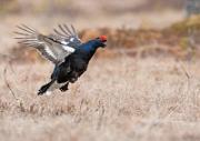 Birkhahnbalz - Black Grouse Courtship